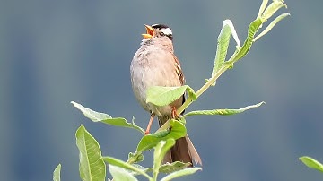 White Crowned Sparrow Singing