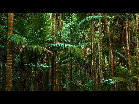 Videó: A természet hangjai által?