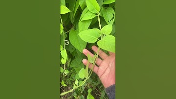 Cây Thuốc  Mơ lông trắng#covenduongvlogs #caycomui #câythuốcquý #fruit #farming