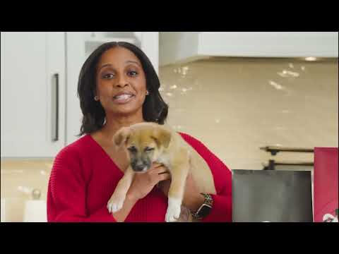 วีดีโอ: สุนัขช่วยระยะทารก Cutest เปิดเผยยาย [วิดีโอ]