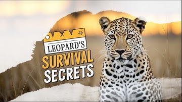 How Do Leopards Stay Hidden So Well?