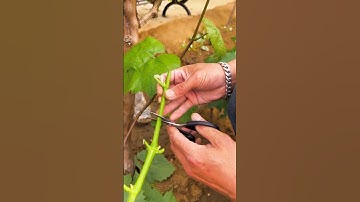 Best Grafting Grape Vines Technique #satisfying @HappyFarm85