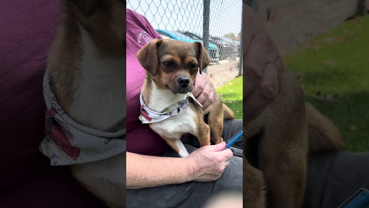 NEW A5774639 Chiquita | Chihuahua / Terrier Mix