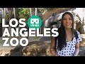 VR180 Los Angeles Zoo Tour | 3D VR Insta360 EVO