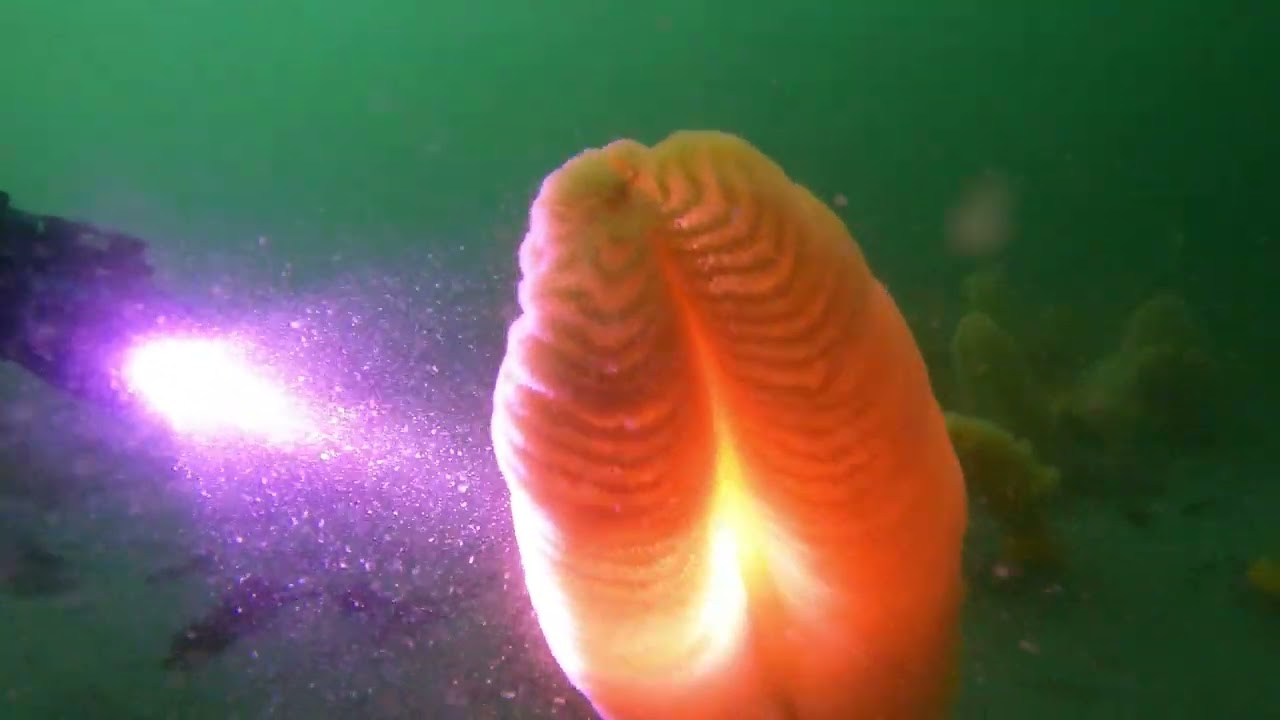 Sea Pens at Diamond Point