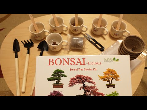 Video: Bonsai, Stiluri și Clasificare - 1