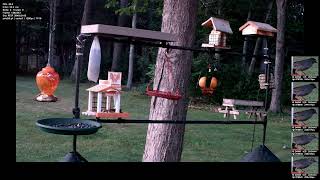 Bird Detection Machine Learning Training Real Time