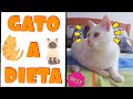 Cómo controlar el peso de un gato (Fauna Indoor)