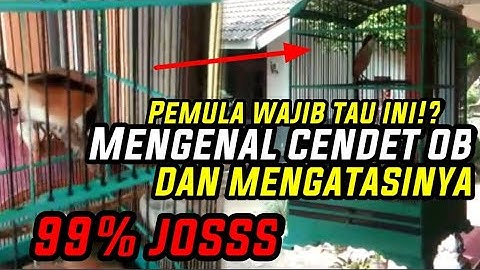 CARA MENGENAL DAN MENYEMBUHKAN CENDET OVER BIRAHI (OB)