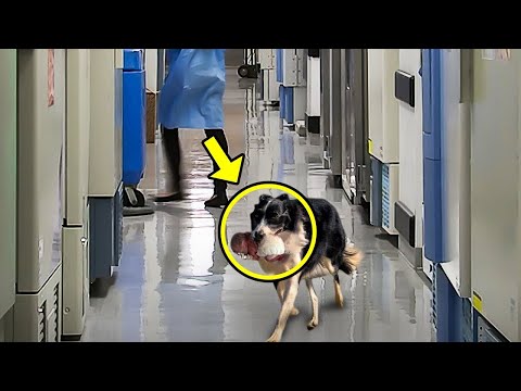 Hund rennt in Krankenhaus. Krankenschwester bricht in Tränen aus, als sie den Grund erkennt!