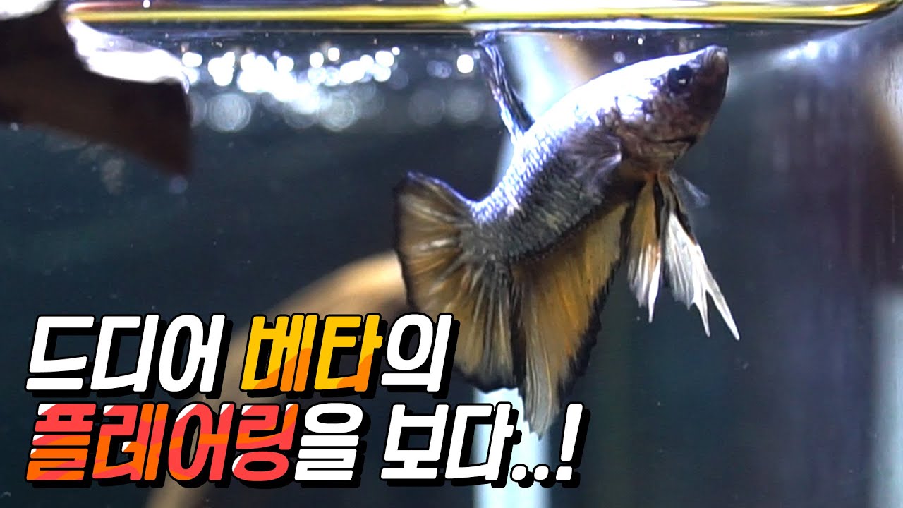 베타의 첫 플레어링!!