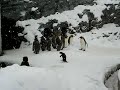 Heavy Metal Penguin (BEST VERSION)