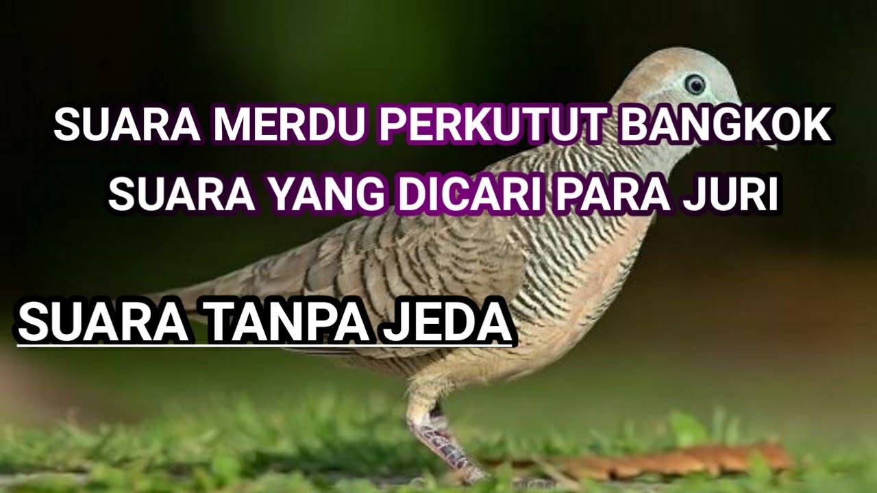 suara merdu perkutut bangkok