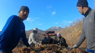 Крым: работа на виноградниках, последний рабочий день [17 ноября 2021]