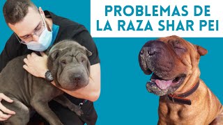 ¿Cuánto sabes de la raza Shar Pei?