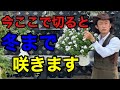 【ラストチャンス】今咲いてる花は絶対にそのままにしないで下さい 【園芸超人カーメン君】【ガーデニング】【初心者】