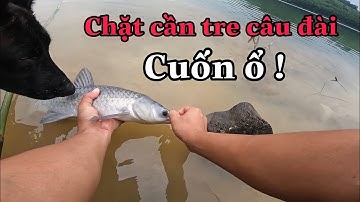 Câu Đài Bằng Cần Tre Tự Chế - Cuốn Ổ Trắm !