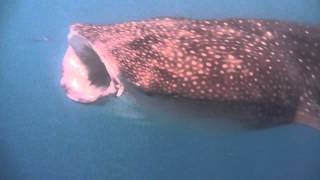 Whale shark eating all the plankton it can get!