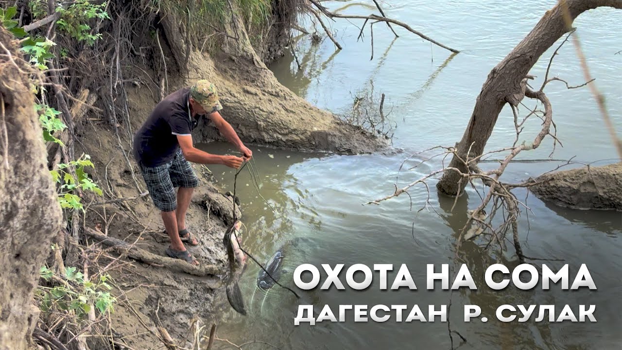 Сулак. Охота на сома