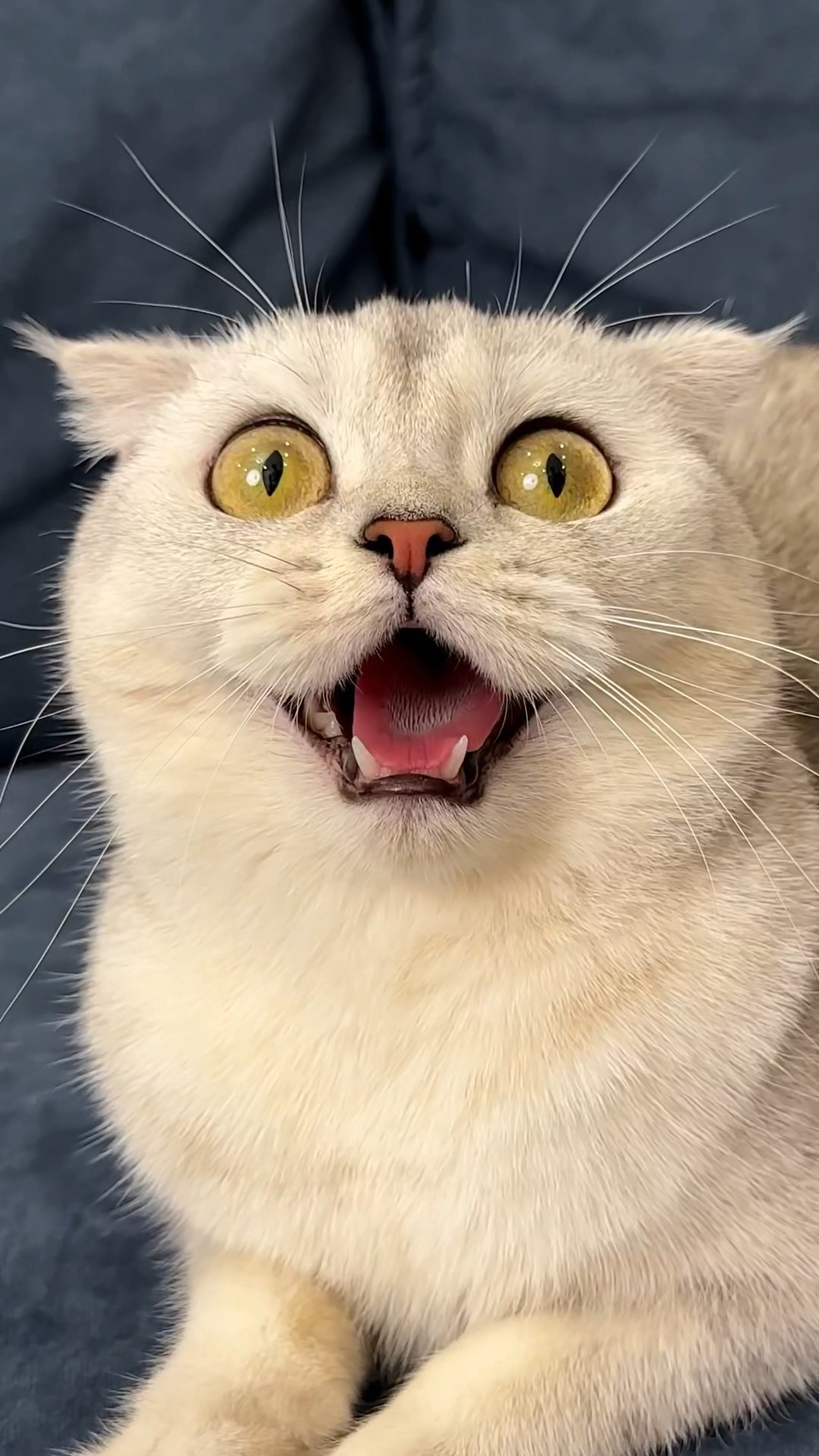 And where do your pets hide their toys? ?#cat #cats