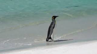 March of a King Penguin