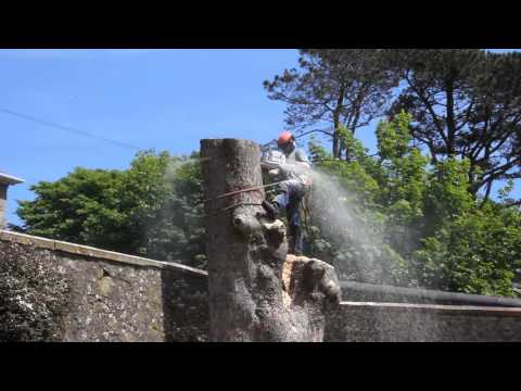 Treesability removing High Askomil Sycamor