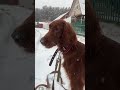 #phonk #phonkmusic #music #audio #slowed #housemusic #puppy #remix #snow #setters