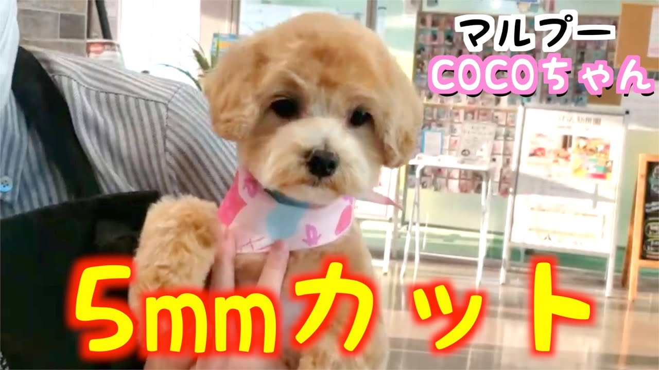 ドライブ 子犬と一緒にドライブ 車酔い対策にはこれ マルプー Maltipoo Coco Youtube