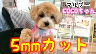 トリミング】5mmカットに挑戦！【マルプー/Maltipoo COCO】 - YouTube