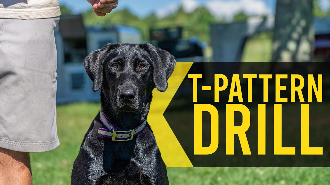 T Pattern Drill Duck Dog Training YouTube