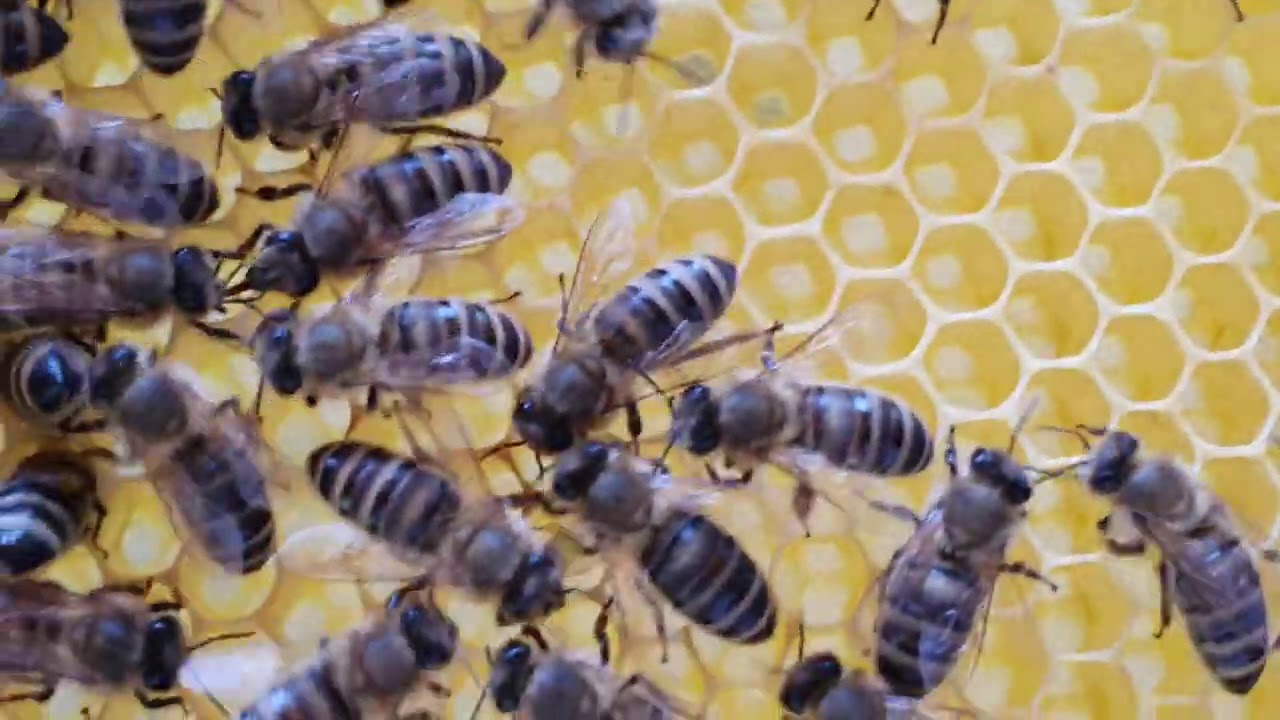 PRIPREMA ZA ZIMOVANJE 2. DIO