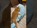生後60日の豆柴がまさかの行動を、、、 #豆柴 #柴犬 #shibainu #dog #子犬