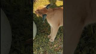 Cyrus Caracal In Slow Mo!