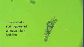 amoeba and a string of algae