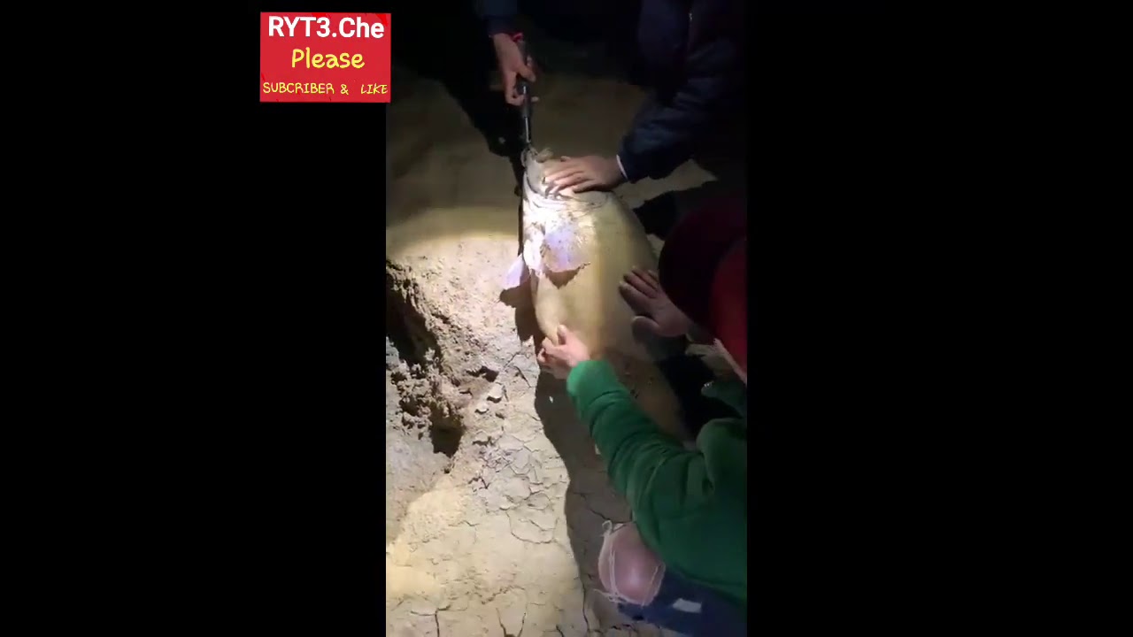 Fair Dinkum Mate Australian Predator freshwater fish ...