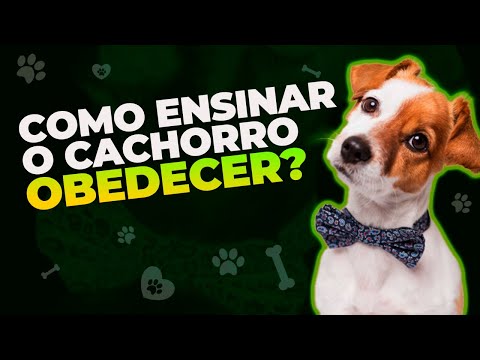 Vídeo: Como Treinar Seu Cachorro Para Obedecer