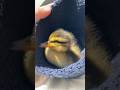 #duck #duckbaby #ente #entenbaby #vogel #bird #sun #sonne #vogel #tiere #tier #animals #animal