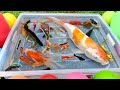 Unboxing Ikan Cupang Hias, Ikan Koki, ikan Lele, Udang, Ikan koi, Ikan Hias, Glofish, Ikan Guppy