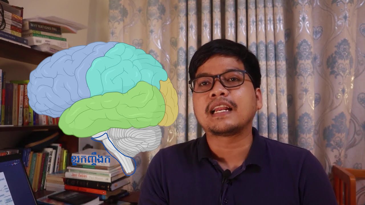 ប្រព័ន្ធប្រសាទមនុស្ស៖ មជ្ឈមណ្ឌលប្រសាទ និងបរិមណ្ឌលប្រសាទ | ថ្នាក់ទី12