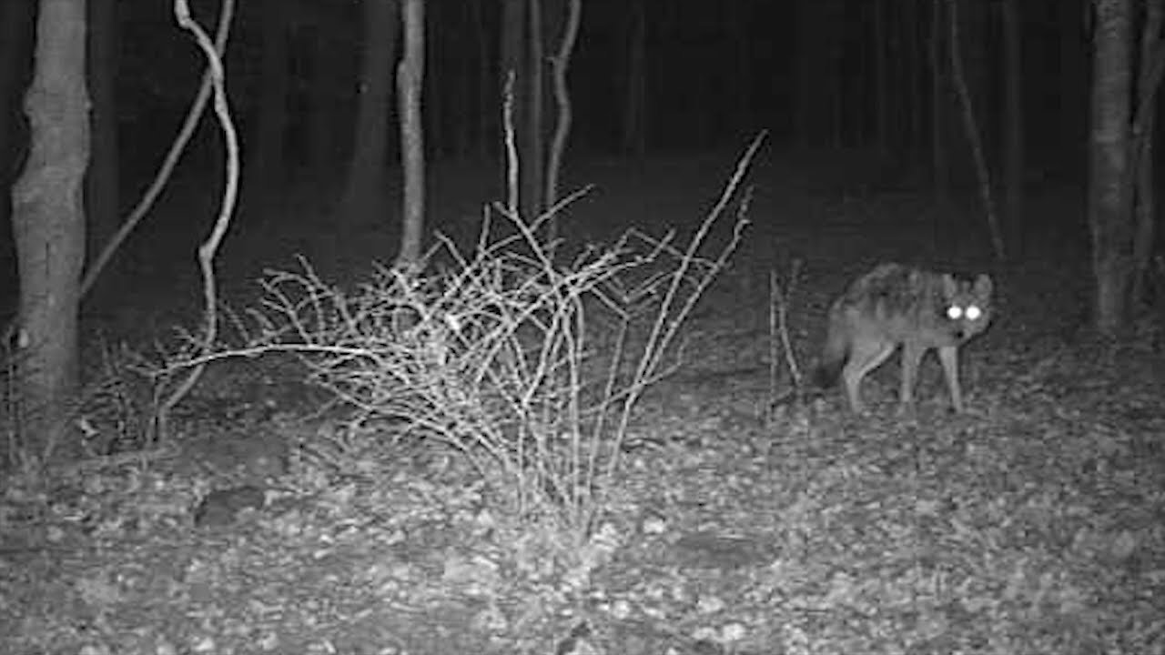 NJ Coyote Harassing Whitetail Deer
