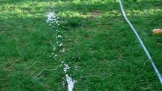Soft Coated Wheaten Terrier playing by trying to catch water
