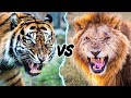 Tiger vs Lion - Who Would Win?