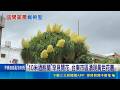 "10米酒瓶蘭"罕見開花 台東市區湧現黃色花叢 今年特別茂盛! 屋主父親"40年酒瓶蘭"開花了｜記者 王浩原 蘇意凡｜三立新聞LIVE