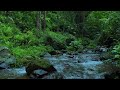 Powerful River Flow in Nature | Soothing Water Sounds for Deep Focus, Deep Sleep, adn Insomnia