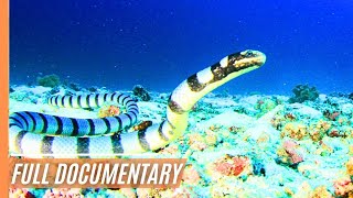 Giants of Fortune - Whale Shark encounters and the scenic beauty of Oslob | Full Documentary