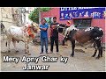 MY Qurbani Animals Bakra Eid  2019 - Chand Raat In Lahore 2019 - White Nukra Bull -Eid ul Adha 2019