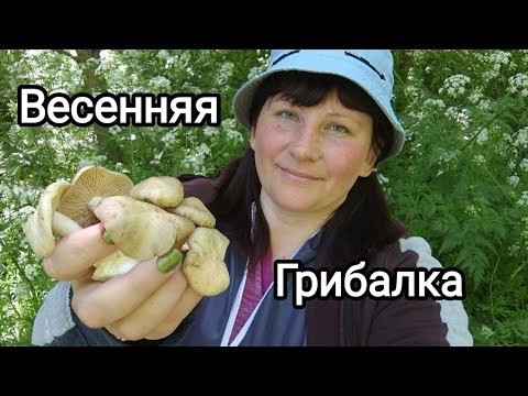 Видео: Фруктовики! Весенний сбор грибов!) 04.05.2024.