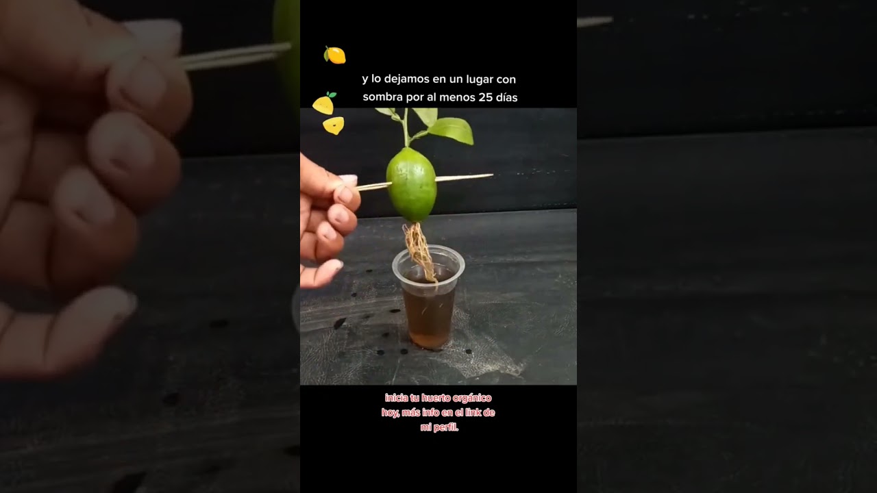 Aprende a germinar un Limón 🍋 