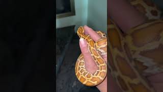Famous Burmese python caramel baby 2021 Wealth