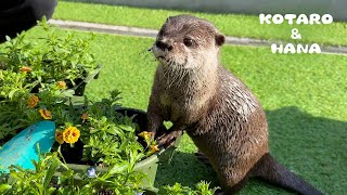 ガーデニングしてたらカワウソが一緒にほりほりして手伝ってくれた　Green Paw Otter &quot;Helping&quot; Dad with Gardening